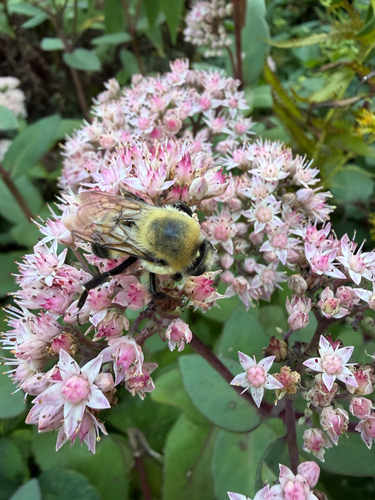 Brown-belted Bumble Bee
