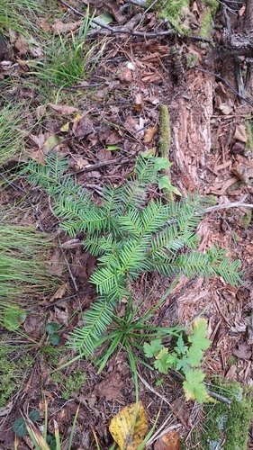 Taxus cuspidata
