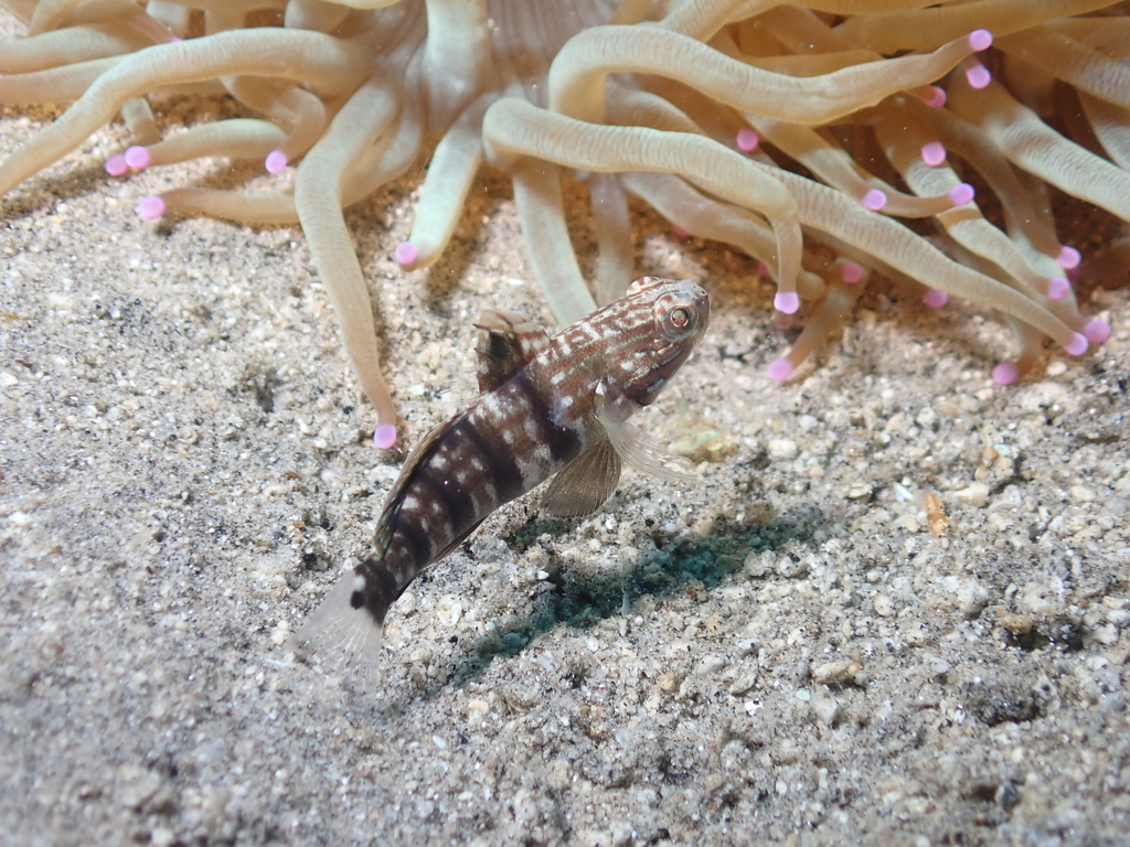 Banded Goby
