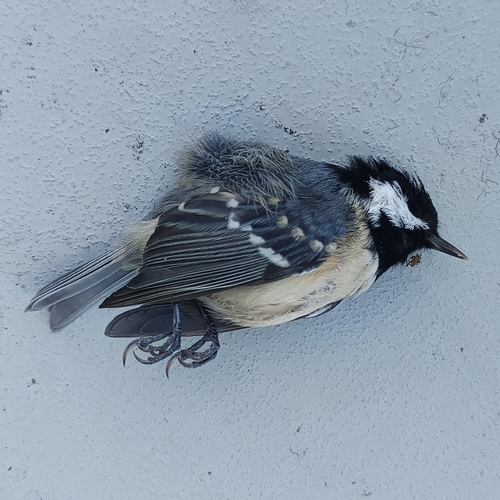Coal Tit