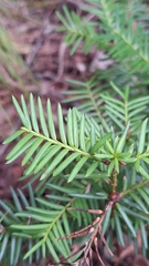 (c) Violetta Dzizyurova, some rights reserved (CC BY) Taxus cuspidata, photograph (c) Violetta Dzizyurova, some rights reserved (CC BY)