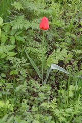 Tulipa gesneriana