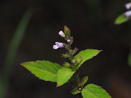 Mosla scabra, photograph 3