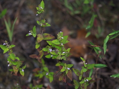 Mosla scabra, photograph author not stated, no rights reserved