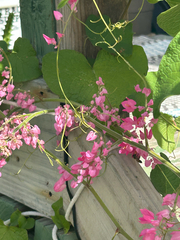 Antigonon leptopus
