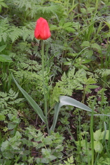 Tulipa gesneriana