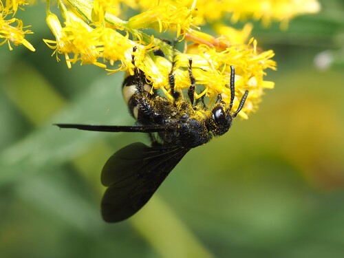 Double-banded Scoliid Wasp photo 6