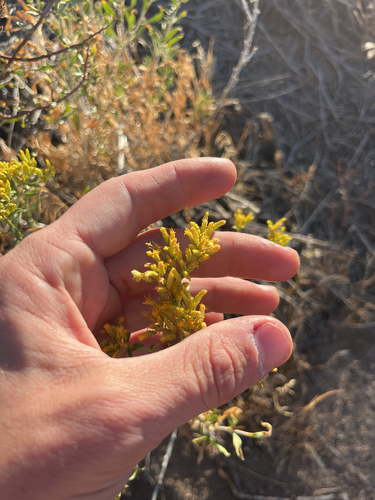 iNaturalist observation photo of Yellow Rabbitbrush