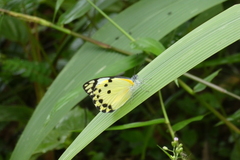 Belenois calypso calypso