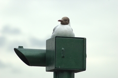 Chroicocephalus ridibundus