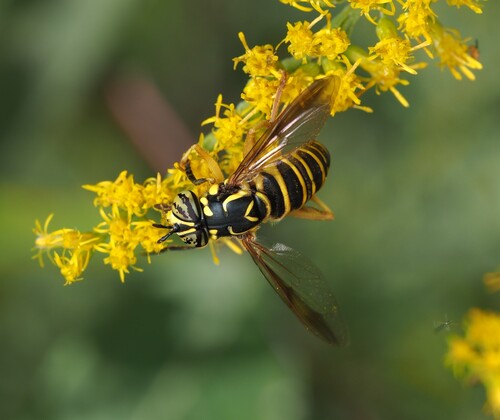 Eastern Hornet Fly photo 5