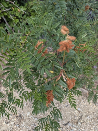 Wild Licorice