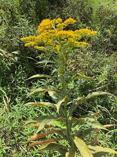 giant goldenrod