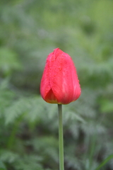Tulipa gesneriana