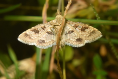 Sameodes cancellalis
