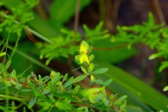 Hypericum hypericoides, photograph (c) Michelle W. （鍾偉瑋）, some rights reserved (CC BY)