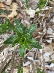 Saponaria officinalis