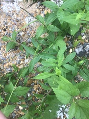 Marshallia trinervia