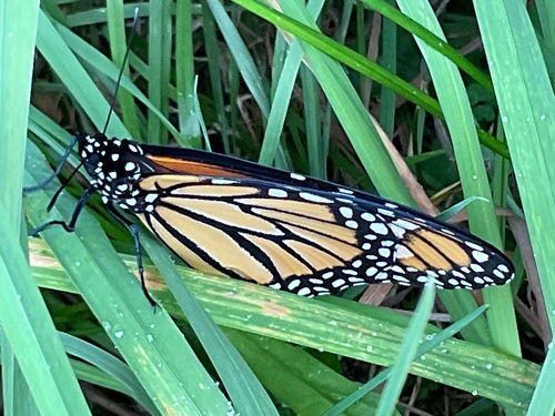 Monarch