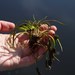 Tuckerman's Quillwort - Photo (c) Samuel Brinker, some rights reserved (CC BY-NC), uploaded by Samuel Brinker