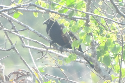 Sunda Coucal