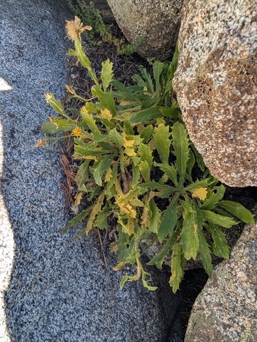 iNaturalist observation photo of peirson's tonestus