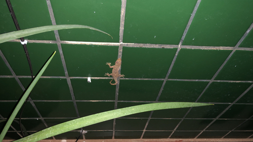 Tropical House Gecko
