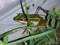 Hylarana erythraea