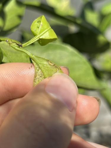 Citrus Leafminer