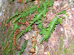 Polypodium interjectum