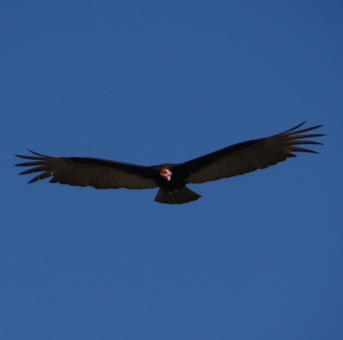 Lesser Yellow-headed Vulture