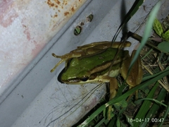 Hylarana erythraea