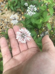 Marshallia trinervia