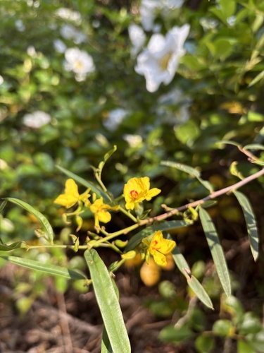 Labichea lanceolata, photograph 3