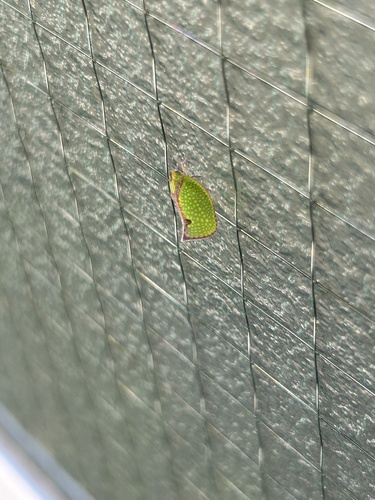 Brown-edged flatid planthopper