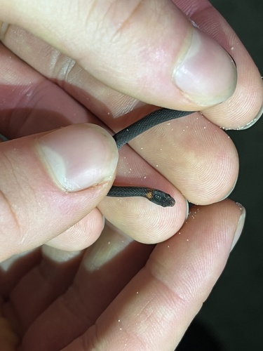 Red-bellied Snake