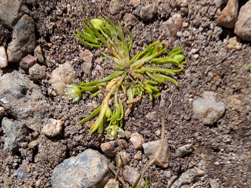 iNaturalist observation photo of Alpine Pearlwort