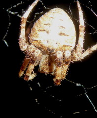 Neoscona rapta