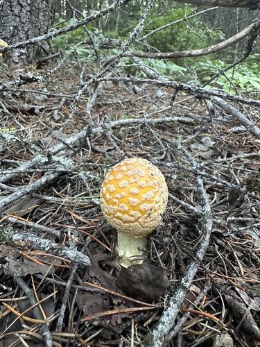 Amanita chrysoblema