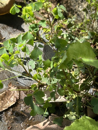 Pseudozizeeria maha argia