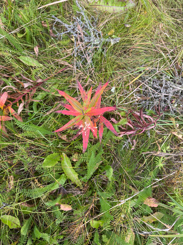fireweed