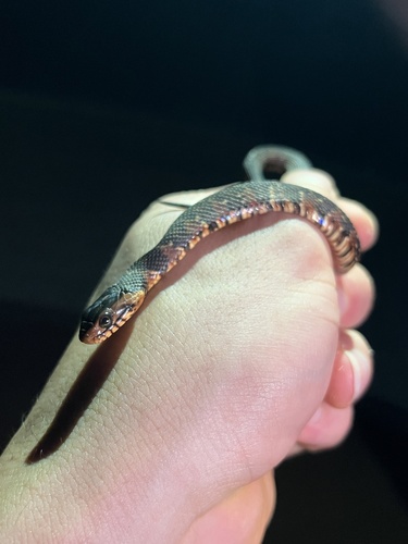 Banded Watersnake