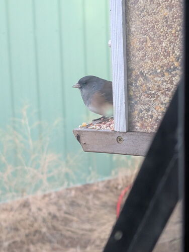 Dark-eyed Junco
