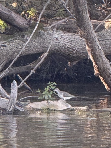 Spotted Sandpiper