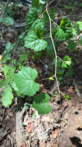 muscadine