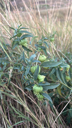 long-leaved groundcherry