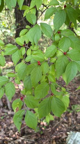 Amur honeysuckle
