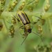 Western Corn Rootworm Beetle - Photo (c) Luke Armstrong, some rights reserved (CC BY-NC), uploaded by Luke Armstrong