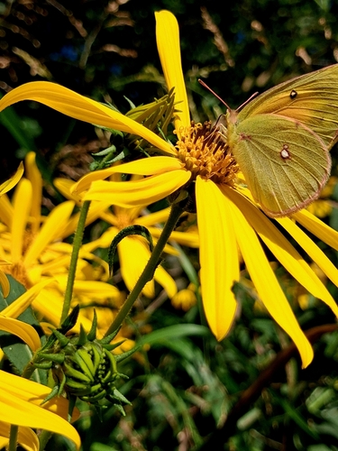 Orange Sulphur