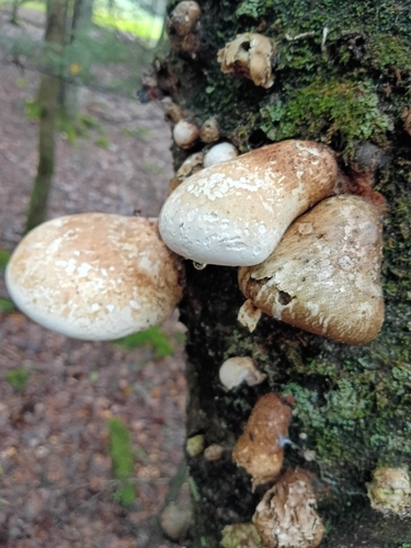 birch polypore